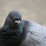 Pigeon