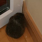 Hedgehog